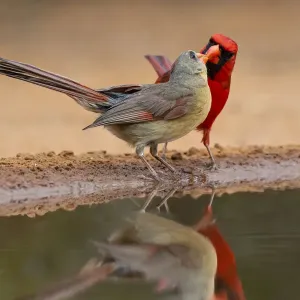 Northern Cardinals, Texas, USA Northern Cardinals, Texas, USA