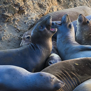 Northern elephant seals (Mirounga angustirostris) at Piedras Blancas Elephant Seal Rookery