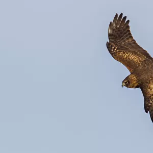 Northern Harrier, hunting
