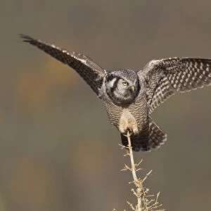 A northern hawk owl surveys the boreal forest for prey from its perch on a spruce