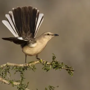 Northern Mockingbird (Mimus polyglottos) perched Northern Mockingbird (Mimus polyglottos) perched
