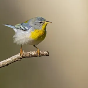 Northern Parula (Parula americana) perched Northern Parula (Parula americana) perched