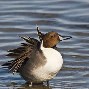 Northern Pintail (Anas acuta) male preening and resting in Laguna Madre, South Padre Island