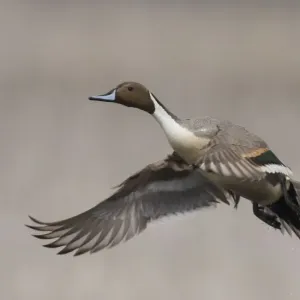 Northern pintail drake taking flight Northern pintail drake taking flight