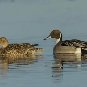 Northern pintail pair Northern pintail pair