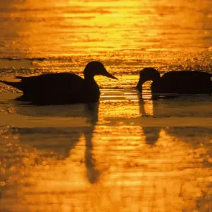 Northern pintail pair at dawn Northern pintail pair at dawn