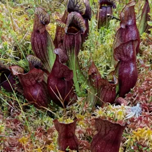 Northern Pitcher Plant Print in Sphagnum Moss, Hiawatha National Forest Northern Pitcher Plant Print in Sphagnum Moss, Hiawatha National Forest