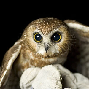 Northern saw-whet owl, Aegolius acadicus, being released from a rehabilitation center