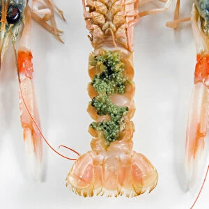Norway lobster or Dublin Bay prawn, or langoustine or scampi, (Nephrops norvegicus)