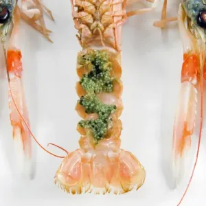 Norway Lobster Female with Eggs Print Norway Lobster Female with Eggs Print