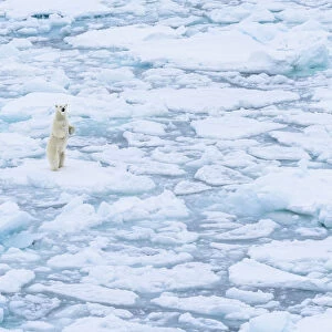 Norway, Svalbard, 82 degrees North. Curious polar bear taking a stand