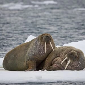 Norway, Svalbard, Edgeoya Island, Walrus (Odobenus rosmarus) resting together