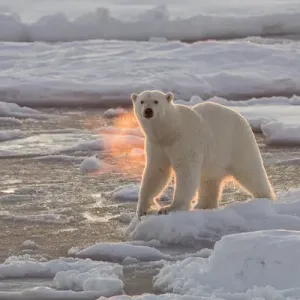 Norway, Svalbard, Spitsbergen. Polar bear with backlit breath Norway, Svalbard, Spitsbergen. Polar bear with backlit breath