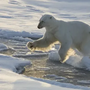 Norway, Svalbard, Spitsbergen. Polar bear jumps across sea ice Norway, Svalbard, Spitsbergen. Polar bear jumps across sea ice