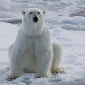 Norway, Svalbard, Spitsbergen. Polar bear rests on sea ice Norway, Svalbard, Spitsbergen. Polar bear rests on sea ice