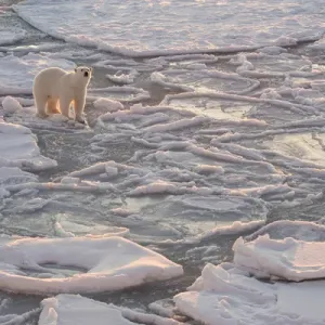 Norway, Svalbard, Spitsbergen. Polar bear on sea ice at sunrise Norway, Svalbard, Spitsbergen. Polar bear on sea ice at sunrise