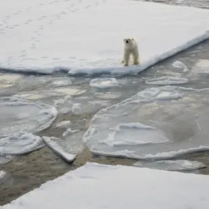 Norway, Svalbard, Spitsbergen. Polar bear stands on sea ice Norway, Svalbard, Spitsbergen. Polar bear stands on sea ice