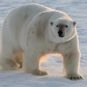 Norway, Svalbard, Spitsbergen. Polar bear walks on sea ice at sunrise. Credit as Norway, Svalbard, Spitsbergen. Polar bear walks on sea ice at sunrise. Credit as
