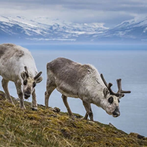 Norway, Svalbard, Spitsbergen. Skansbukta, Svalbard reindeer grazing