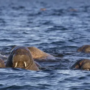 Norway, Svalbard, Storoya. Group of walrus swimming in Arctic Ocean Norway, Svalbard, Storoya. Group of walrus swimming in Arctic Ocean