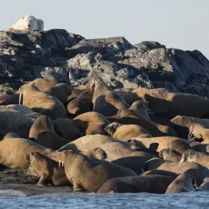 Norway, Svalbard, Storoya. Polar bear watches walruses on beach Norway, Svalbard, Storoya. Polar bear watches walruses on beach