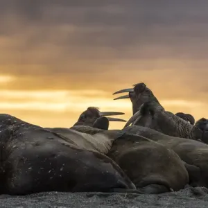 Norway, Svalbard, Wahlbergoya. Walruses on beach at sunrise Norway, Svalbard, Wahlbergoya. Walruses on beach at sunrise