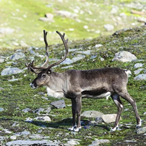 Norway, Troms. Male Reindeer (Rangifer tarandus)