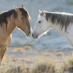 Nose to nose Sand Wash Basin wild mustangs Nose to nose Sand Wash Basin wild mustangs