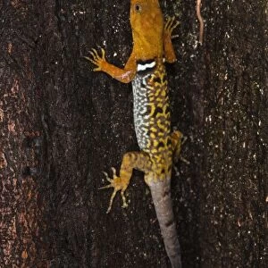 O Shaughnessys Gecko (Gonatodes concinnatus) Diurnal dwarf gecko, Napo River
