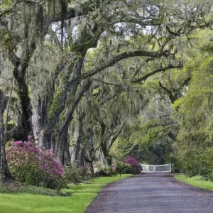 Oak lane Springtime azelea blooming Magnolia Plantation, Charelston South Carolina