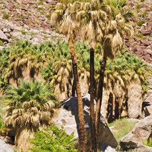 Oasis in Borrego Palm Canyon, Anza-Borrego Desert State Park, California, USA