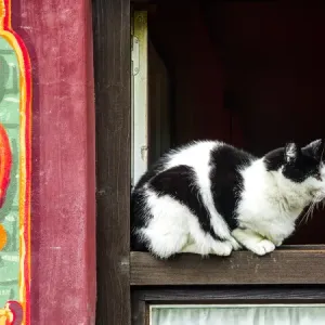 Oberammagau, Germany. Black and White Tuxedo Cat sits on a window ledge of a painted Oberammagau, Germany. Black and White Tuxedo Cat sits on a window ledge of a painted