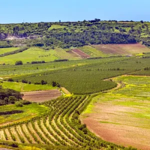 Obidos Countryside Farmland Print Obidos Countryside Farmland Print
