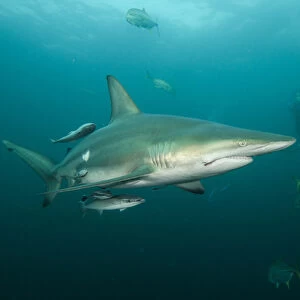 Oceanic Black-tip shark (Carcharhinus limbatus) & Chum Bucket & Diver, Baited shark dive