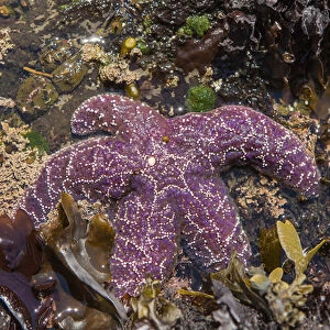 Ochre Sea Star at low tide in South Cove