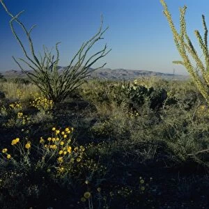 Ocotillo and Desert Marigold, Chihuahuan desert, Big Bend National Park, Texas, USA