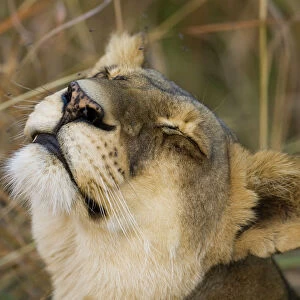 Okavango Delta, Botswana. A female lion looking content