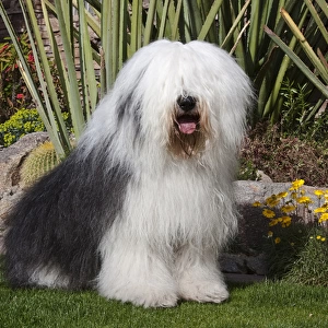 An Old English Sheepdog sitting in front of a cactus garden