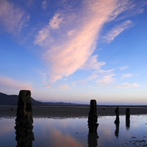 Old Jetty Piles at Sunrise, Collingwood, Golden Bay, Nelson Region, South Island