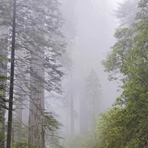 Old roadway through foggy redwood forest, Redwood National Park, California