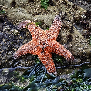 Olympic National Park, USA, Second Beach - Ochre Sea Star and seaweed