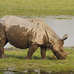 One-horned Rhinoceros feeding near jungle pond, Kaziranga National Park, India