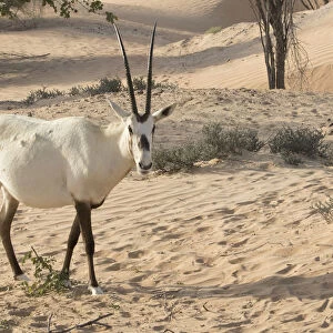 Onyx in desert. Abu Dhabi, United Arab Emirates