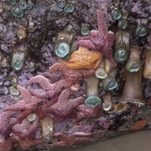 Ochre Sea Stars and Green Sea Anemones Print Ochre Sea Stars and Green Sea Anemones Print