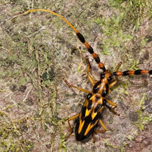 Orange & Black Long-horned Beetle (Batus barbicornis), Yasuni National Park, Amazon Rainforest