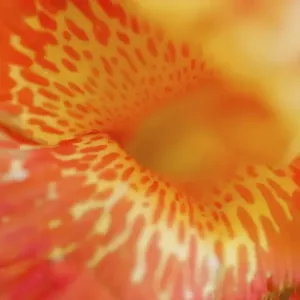 Orange Canna Flower Print Orange Canna Flower Print
