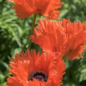 Orange Oriental Poppies Print, USA Orange Oriental Poppies Print, USA