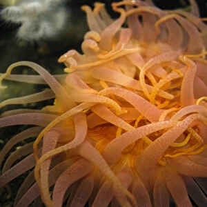 An orange sea anemone waving tentacles in the water