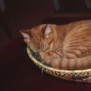 Orange tabby asleep in an Easter basket