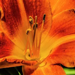 Orange tawny day-lily, Bellevue Botanical Garden, Washington State, Usa Orange tawny day-lily, Bellevue Botanical Garden, Washington State, Usa